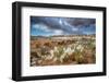 Evening Primrose in Grand Staircase Escalante National Monument-Howie Garber-Framed Photographic Print