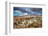 Evening Primrose in Grand Staircase Escalante National Monument-Howie Garber-Framed Photographic Print