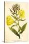 Evening Primrose-null-Stretched Canvas