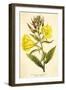 Evening Primrose-null-Framed Art Print