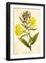 Evening Primrose-null-Framed Art Print