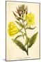 Evening Primrose-null-Mounted Art Print