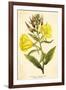 Evening Primrose-null-Framed Art Print