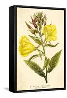 Evening Primrose-null-Framed Stretched Canvas