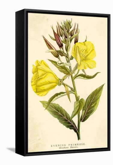 Evening Primrose-null-Framed Stretched Canvas