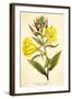 Evening Primrose-null-Framed Art Print