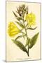 Evening Primrose-null-Mounted Art Print