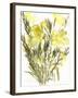 Evening primroses; 2004-Claudia Hutchins-Puechavy-Framed Giclee Print