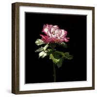 Evening Rose-Sandra Willard-Framed Giclee Print