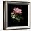 Evening Rose-Sandra Willard-Framed Giclee Print