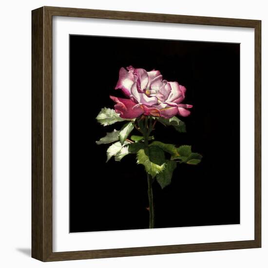 Evening Rose-Sandra Willard-Framed Giclee Print