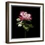 Evening Rose-Sandra Willard-Framed Giclee Print