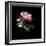 Evening Rose-Sandra Willard-Framed Giclee Print