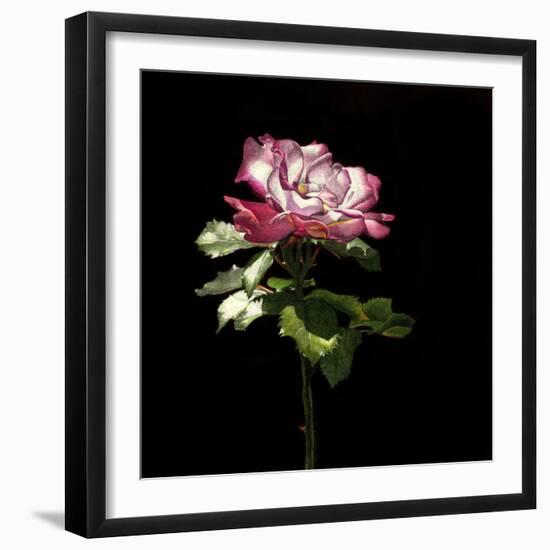 Evening Rose-Sandra Willard-Framed Giclee Print