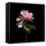 Evening Rose-Sandra Willard-Framed Stretched Canvas