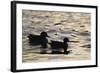 Evening Swim-Staffan Widstrand-Framed Giclee Print