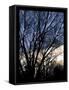 Evening Tree-Tim Nyberg-Framed Stretched Canvas