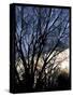 Evening Tree-Tim Nyberg-Stretched Canvas