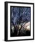 Evening Tree-Tim Nyberg-Framed Giclee Print