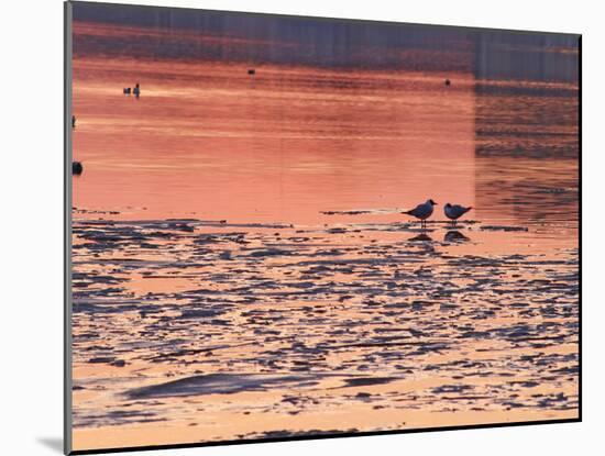 Evening View at Sunset Over Ice Covered Riddarfjarden Water, Stockholm, Sweden-Per Karlsson-Mounted Photographic Print