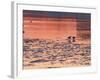 Evening View at Sunset Over Ice Covered Riddarfjarden Water, Stockholm, Sweden-Per Karlsson-Framed Photographic Print