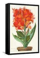 Ever-Blooming Canna Lily-null-Framed Stretched Canvas