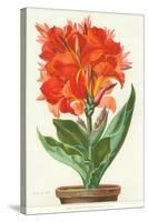 Ever-Blooming Canna Lily-null-Stretched Canvas