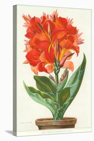 Ever-Blooming Canna Lily-null-Stretched Canvas