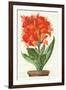 Ever-Blooming Canna Lily-null-Framed Art Print