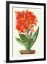 Ever-Blooming Canna Lily-null-Framed Art Print