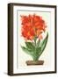 Ever-Blooming Canna Lily-null-Framed Art Print