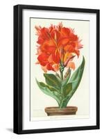 Ever-Blooming Canna Lily-null-Framed Art Print