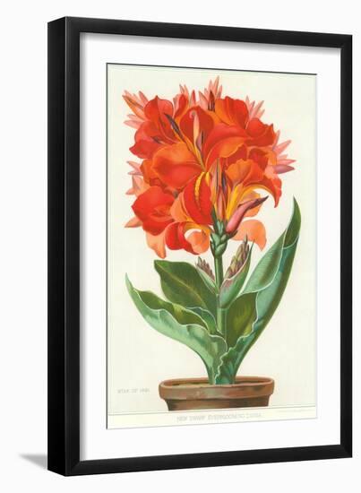 Ever-Blooming Canna Lily-null-Framed Art Print