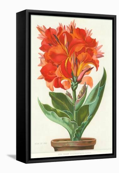 Ever-Blooming Canna Lily-null-Framed Stretched Canvas