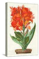 Ever-Blooming Canna Lily-null-Stretched Canvas