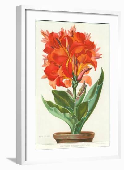 Ever-Blooming Canna Lily-null-Framed Art Print