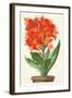 Ever-Blooming Canna Lily-null-Framed Art Print