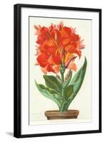 Ever-Blooming Canna Lily-null-Framed Art Print