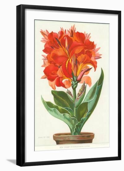 Ever-Blooming Canna Lily-null-Framed Art Print