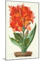 Ever-Blooming Canna Lily-null-Mounted Art Print