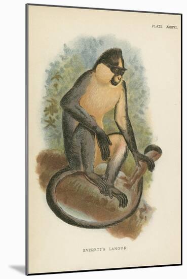 Everett's Langur-null-Mounted Giclee Print