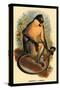 Everett's Langur-G.r. Waterhouse-Stretched Canvas