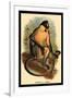 Everett's Langur-G.r. Waterhouse-Framed Art Print