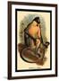 Everett's Langur-G.r. Waterhouse-Framed Art Print