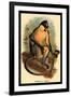 Everett's Langur-G.r. Waterhouse-Framed Art Print