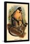 Everett's Langur-G.r. Waterhouse-Framed Stretched Canvas