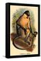 Everett's Langur-G.r. Waterhouse-Framed Stretched Canvas