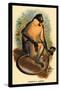 Everett's Langur-G.r. Waterhouse-Stretched Canvas