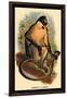 Everett's Langur-G.r. Waterhouse-Framed Art Print