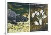 Everglades Nat'l Park, Florida - View of Alligator and Hatching Eggs-Lantern Press-Framed Art Print